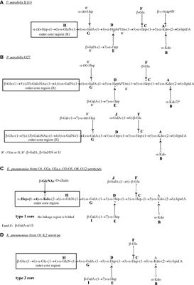 Proteus mirabilis and Klebsiella pneumoniae as pathogens capable of causing co-infections and exhibiting similarities in their virulence factors